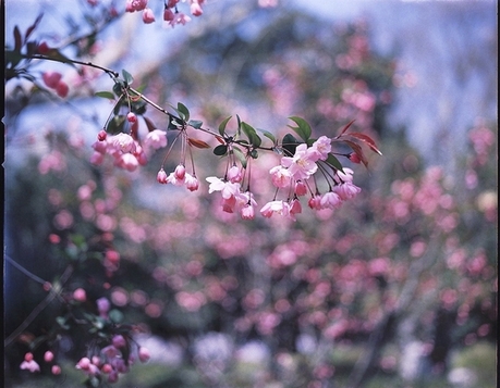 lomo摄影花草唯美意境图片大全