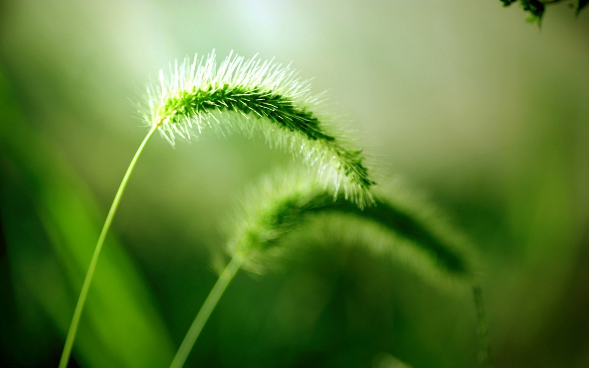 小清新花草植物意境唯美高清图片壁纸