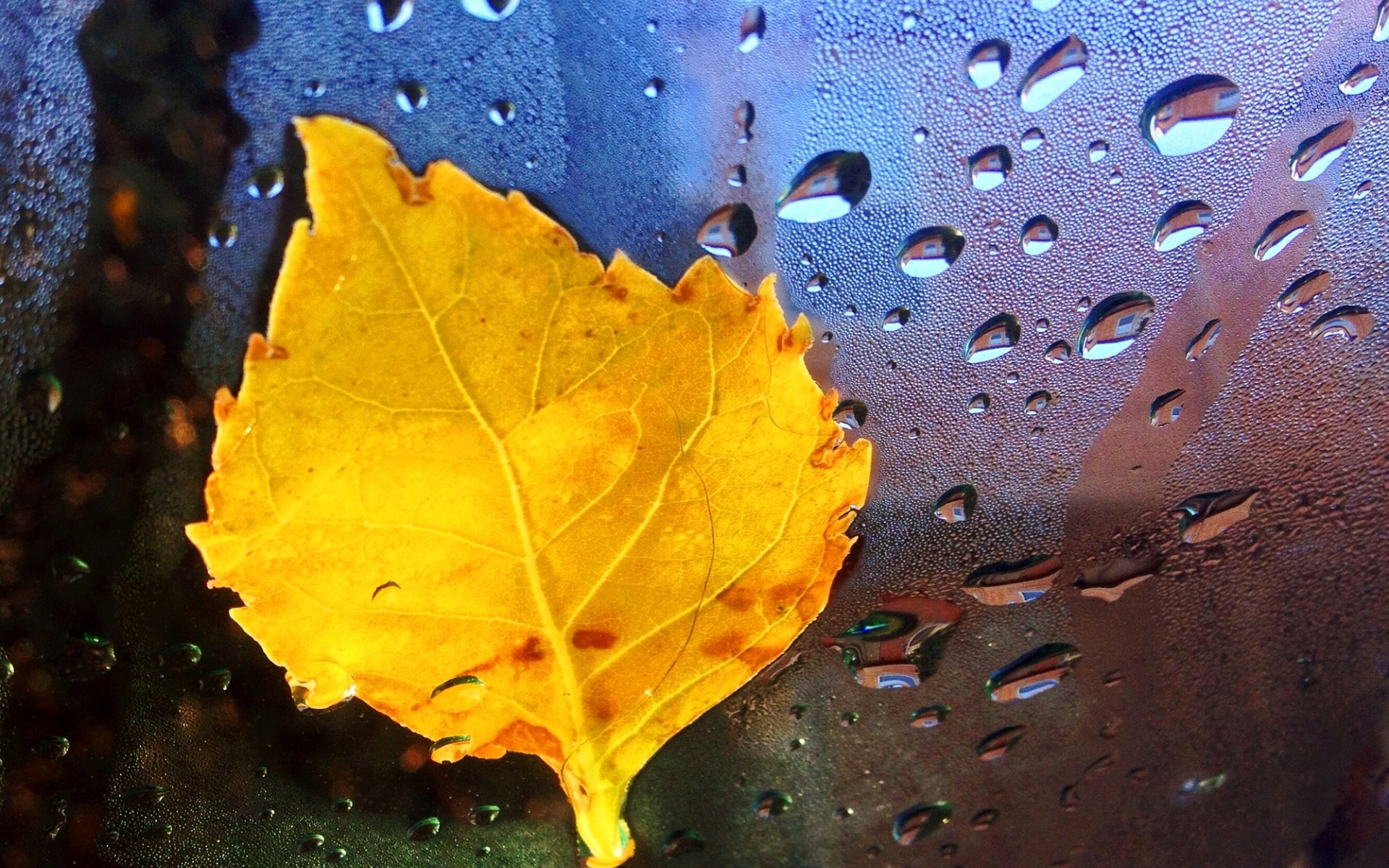 秋季金黄的落叶唯美意境壁纸图片