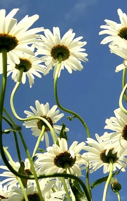 关于白色雏菊花瓣的唯美意境图片