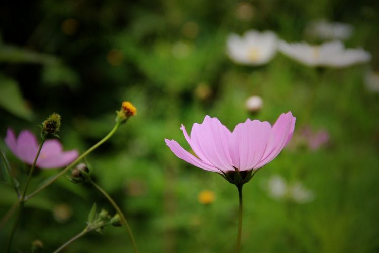 清新美丽的粉色格桑花花草图片