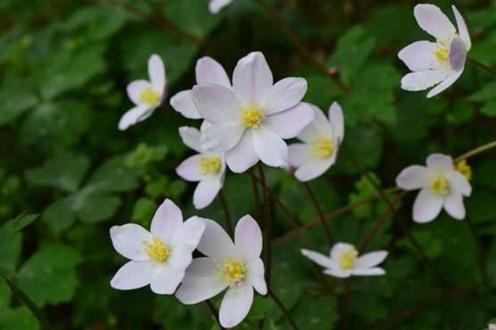 淡雅清新的鹅掌草花高清花草图片