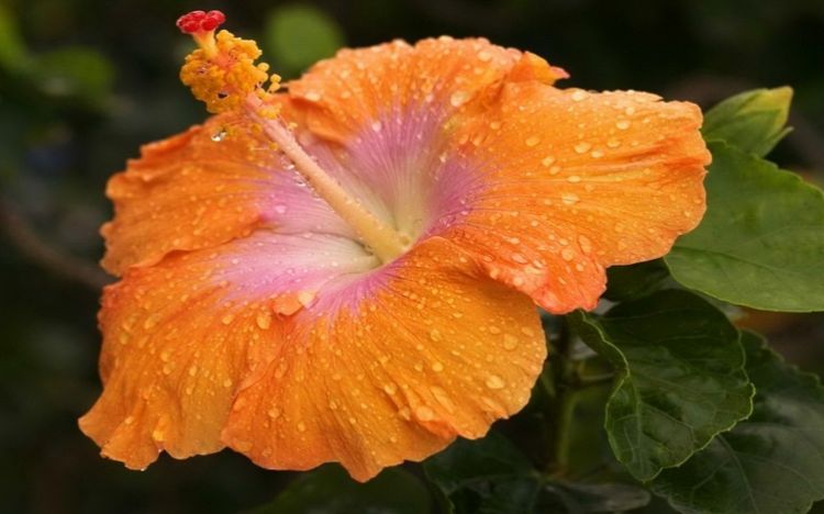 色彩艳丽的木槿花唯美花卉图片