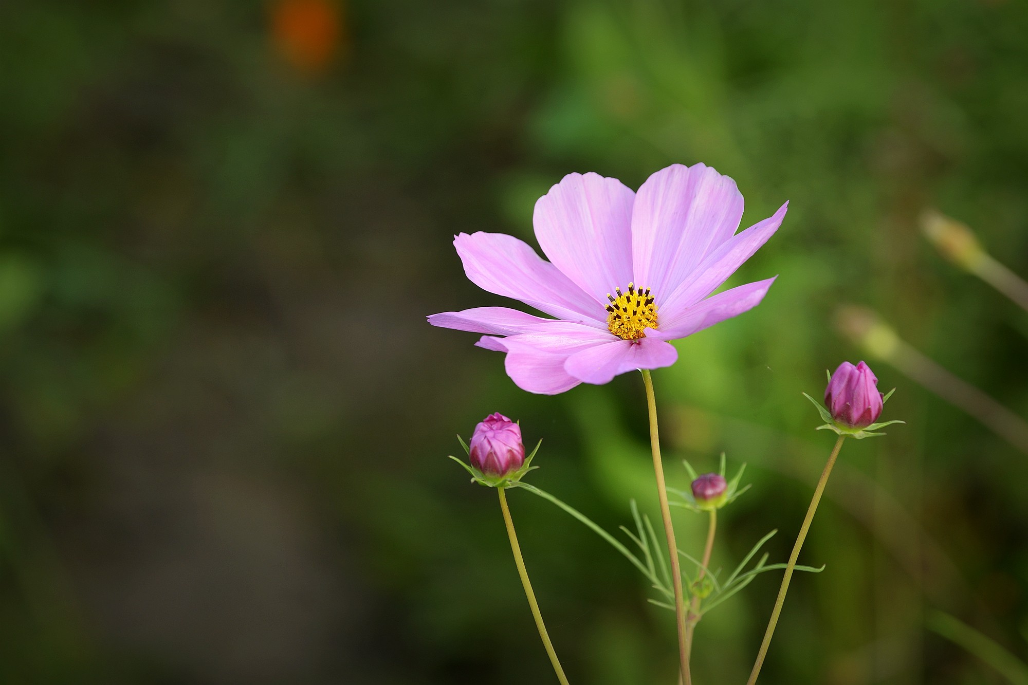 美丽的波斯菊花卉高清花草图片