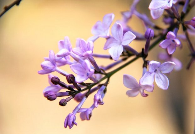 摄影浪漫优雅的紫色桂花花卉图片
