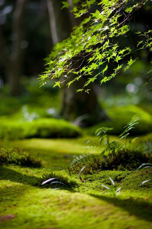 春夏秋冬唯美四季高清自然风景图片