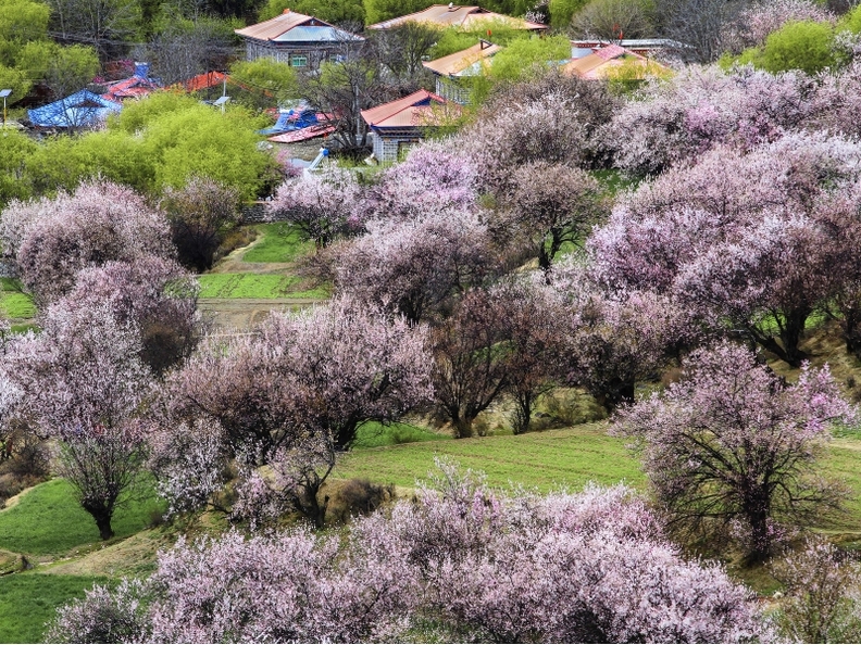 西藏林芝县桃花沟美丽自然风景图片