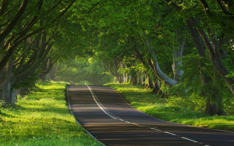 精选大自然森林小路风景图片大全