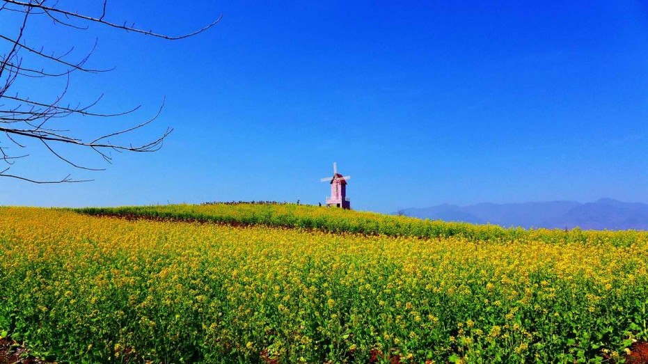 美丽壮观的金黄色油菜花风景图片