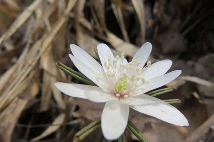 花瓣挺立的多被银莲花唯美花卉图片