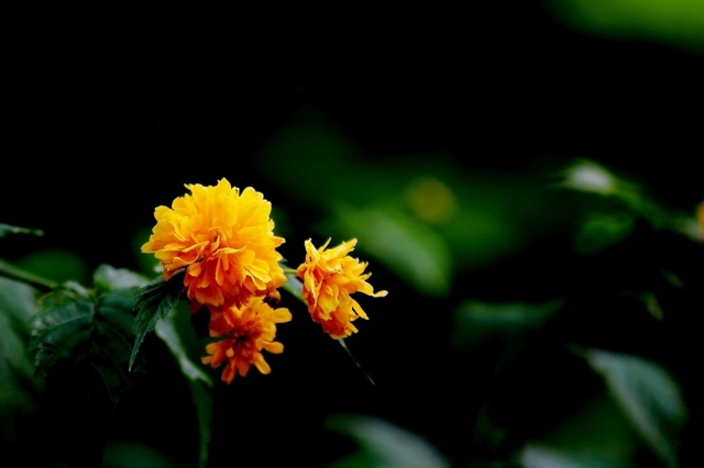 落叶灌木黄色棣棠花花卉图片壁纸