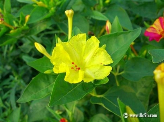 精选草本花卉植物黄茉莉花高清壁纸