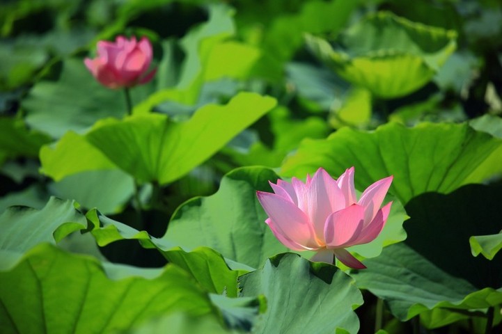 唯美摄影绿叶中的荷花高清植物图片