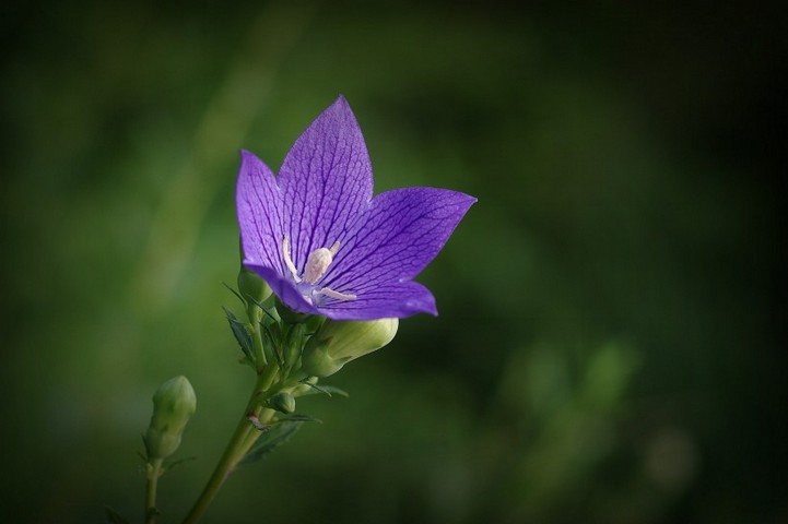 清幽淡雅紫色桔梗花花卉壁纸图片