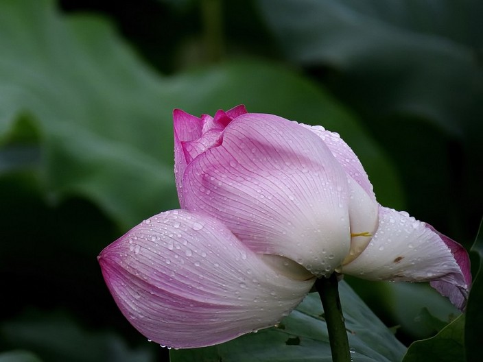 拍摄含苞待放雨后荷花高清花卉图片