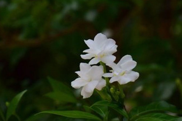 观赏花卉植物洁白狗牙花图片精选