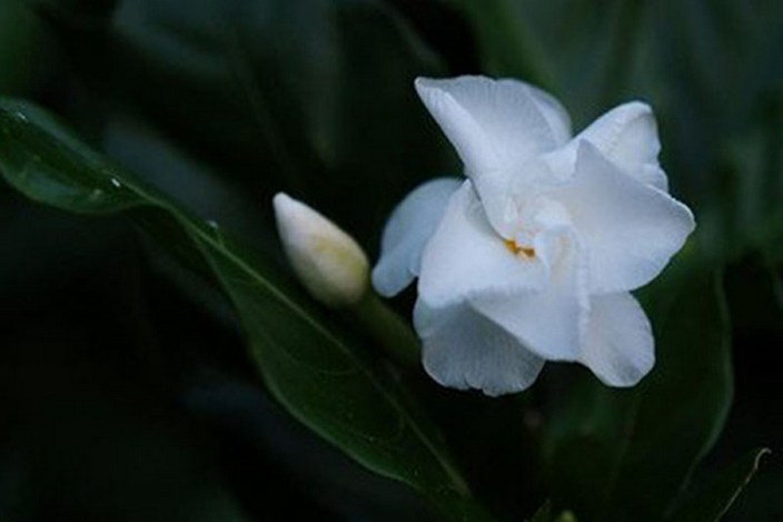 观赏花卉植物洁白狗牙花图片精选