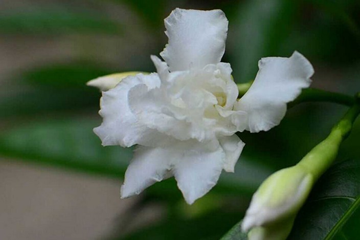 观赏花卉植物洁白狗牙花图片精选