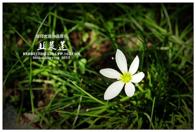 草本植物白色韭菜莲高清图片大全