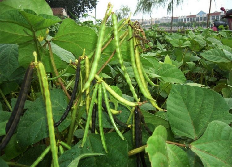 豆科植物绿豆植物图片大全赏析