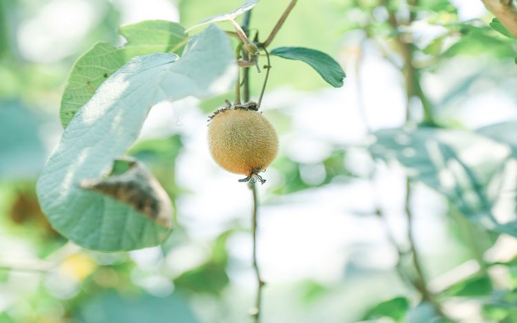 夏日小清新绿色植物图片桌面壁纸