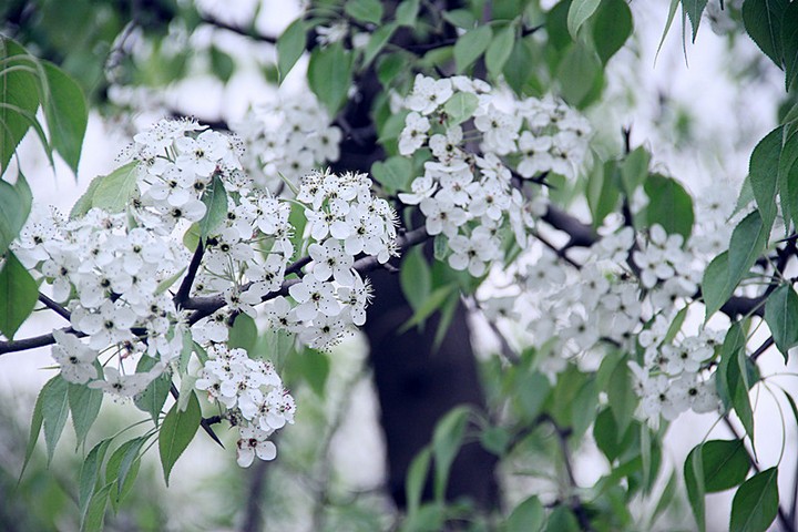 摄影洁白无瑕的梨树花图片赏析