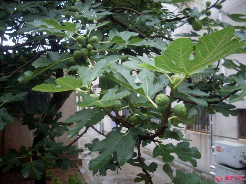 摄影屋后果树植物青皮无花果图片