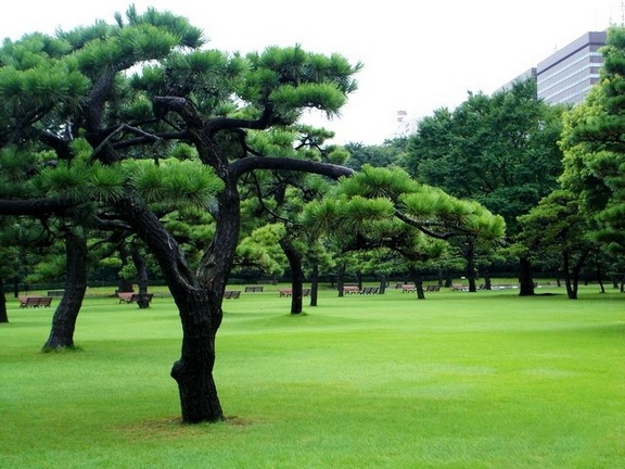 高清拍摄绿色植物日本黑松树图片