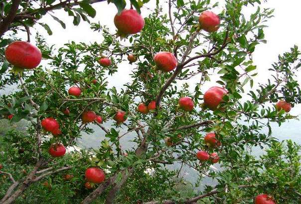 拍摄石榴植物枝头挂满红色果实图片