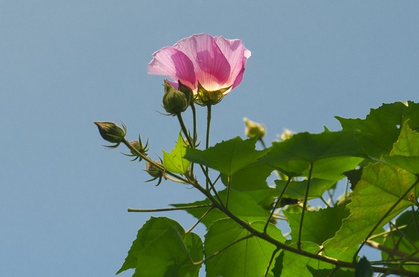 淡红色清新美丽的木芙蓉花卉植物图片