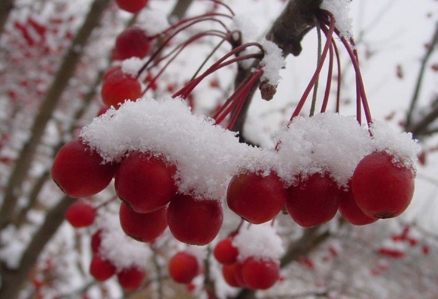 摄影冰天雪地里的野生山楂果树图片