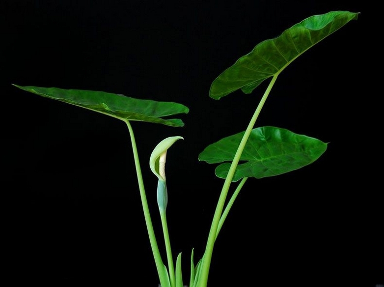 翠绿清新的滴水观音植物精美图片