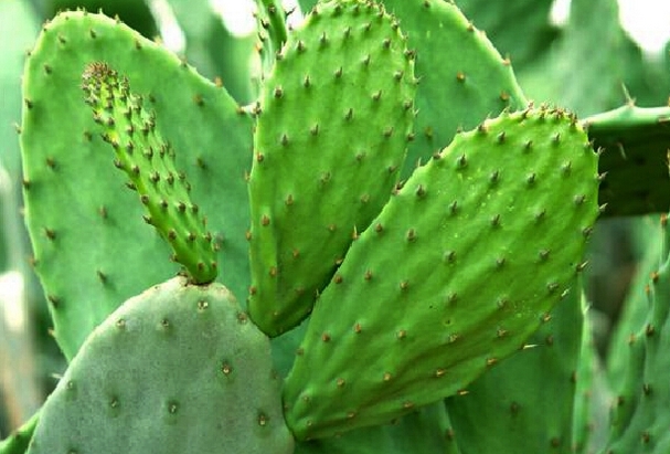 精选清新绿色植物仙人掌高清图片