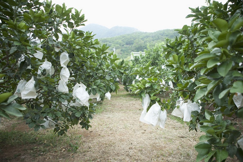 精选枝繁叶茂的柚子树精美图片