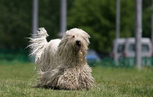 户外奔跑着的拖把犬可爱可蒙犬图片