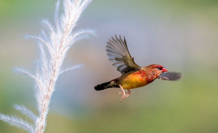 形态优美的小型鸟类红梅花雀高清图片