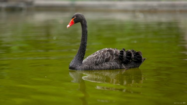 湖面的黑天鹅大型游禽动物图片赏析