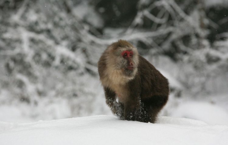 摄影冬天雪地玩耍的猴子动物图片