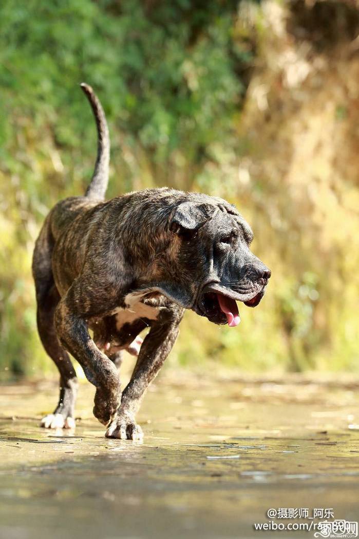 西班牙加纳利犬凶猛动物高清图片