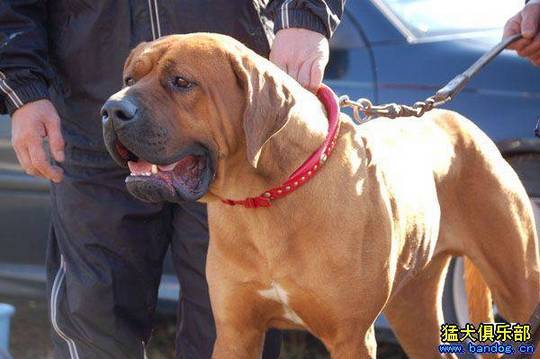 体格健壮纯种动物土佐犬图片摄影