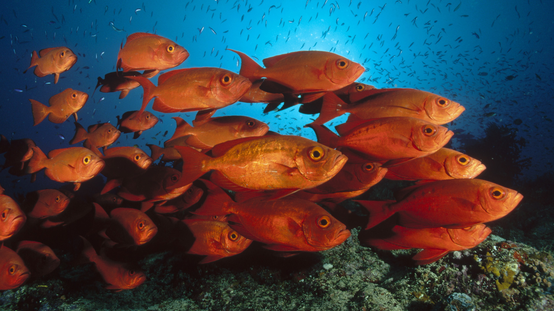 精选海底生物高清动物图片大全