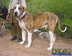 斑点状的巴基斯坦库达犬名犬图片