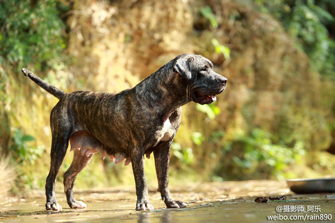 浅黄褐色厚实的西班牙加纳利犬图片