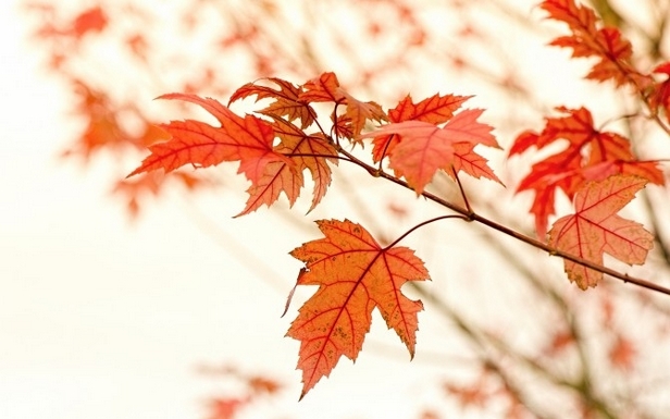 秋天火红的枫叶唯美桌面背景图片