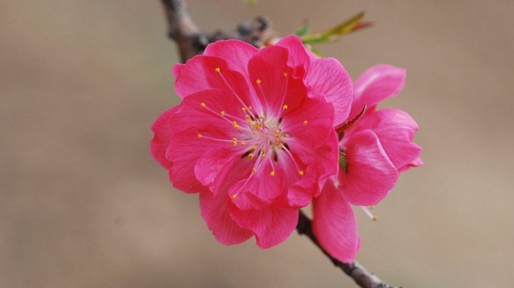 娇艳美丽的桃花高清花卉背景图片