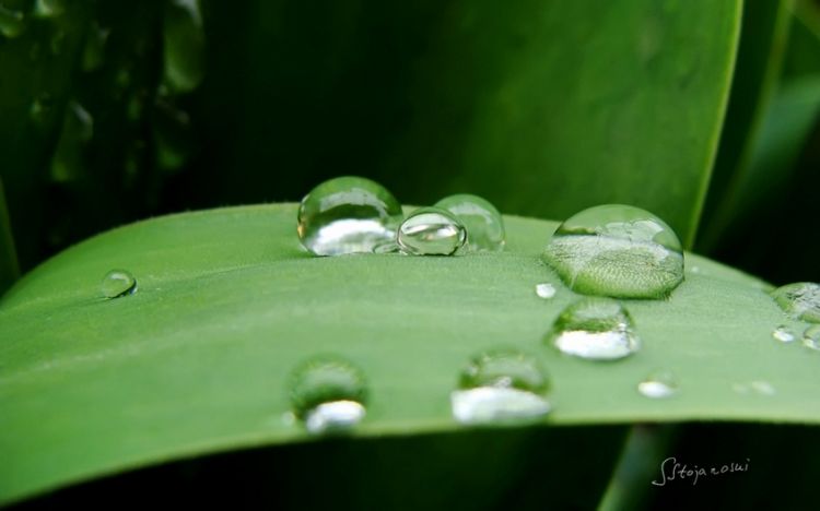 植物上清新可爱的水珠壁纸大全