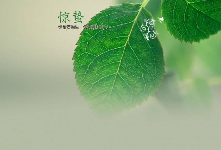 惊蛰诗词绿叶植物背景图片壁纸