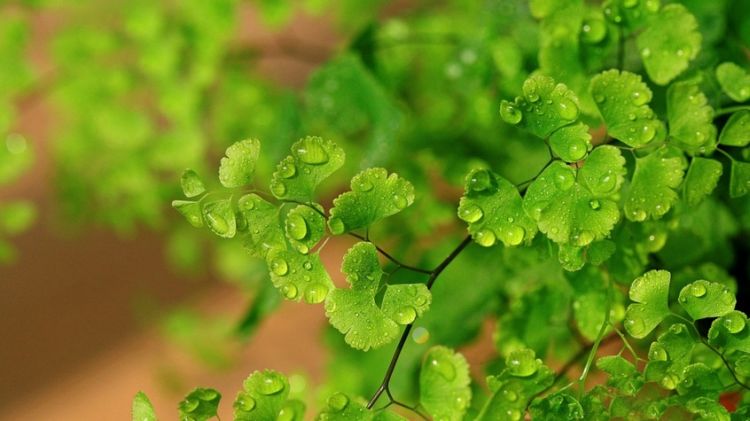 雨后的绿色小草清新背景图片精选