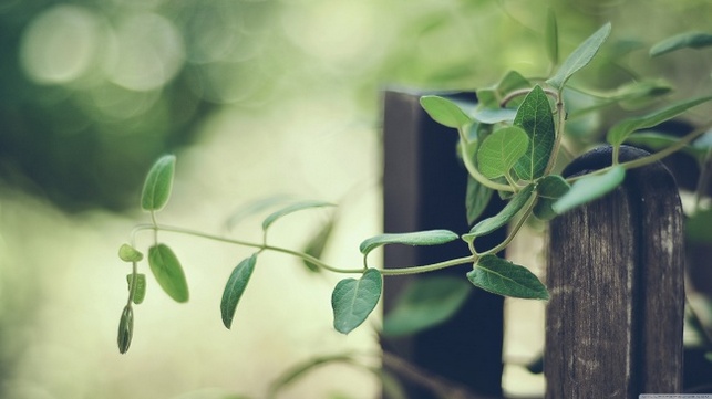 简约清新绿色植物唯美背景图片素材