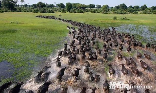 摄影师拍动物大迁徙场面壮观